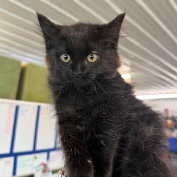 Onion -  Domestic Medium Hair Cat for Adoption in Spanish Fork, Utah - Onion | PetCurious