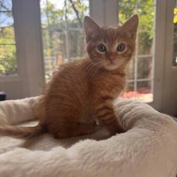 Marcel -  Domestic Short Hair Cat for Adoption in Nowata, Oklahoma - Marcel | PetCurious