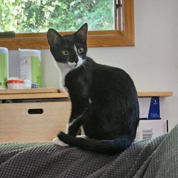 Macaroon -  Domestic Short Hair Cat for Adoption in Houston, Texas - Macaroon | PetCurious