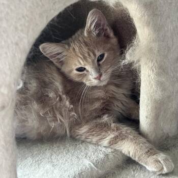 Tic -  Domestic Long Hair Cat for Adoption in Evanston, Illinois - Tic | PetCurious