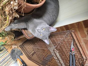 Simon -  Domestic Short Hair Cat for Adoption in Baltimore, Maryland - Simon | PetCurious