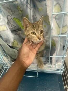 Domestic Short Hair Cats Available for Adoption in Gainesville, Florida - Zabini | PetCurious