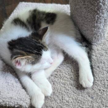 Morrigan -  Domestic Short Hair Cat for Adoption in Kansas City, Missouri - Morrigan | PetCurious