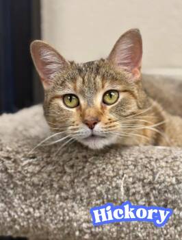 Domestic Short Hair Cats Available for Adoption - Hickory | PetCurious