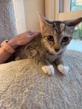 Crosley -  Domestic Short Hair Cat for Adoption in Camp Hill, Pennsylvania - Crosley | PetCurious
