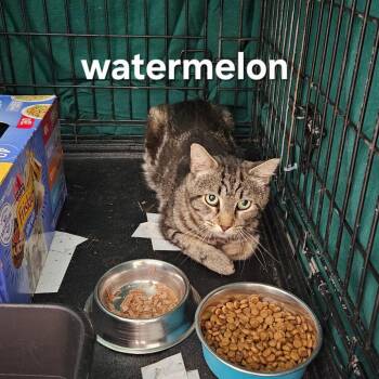 Watermelon -  Domestic Short Hair Cat for Adoption in Oneonta, New York - Watermelon | PetCurious