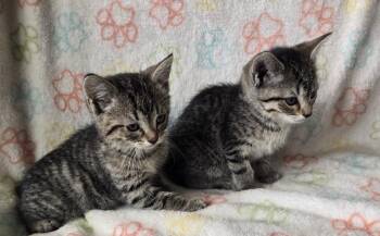 FIA & FILI - Bonded Sisters -  Domestic Short Hair Cat for Adoption in Spotswood, New Jersey - FIA & FILI - Bonded Sisters | PetCurious