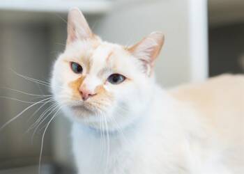 CLOVER -  Domestic Short Hair Cat for Adoption in Colorado Springs, Colorado - CLOVER | PetCurious