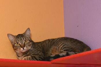 Rescue Domestic Short Hair Cats for Adoption in Baton Rouge, Louisiana - Saint | PetCurious