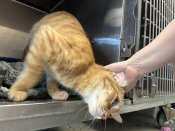 Hawk -  Domestic Short Hair Cat for Adoption in New Kensington, Pennsylvania - Hawk | PetCurious