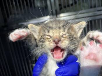 JULY -  Domestic Short Hair Cat for Adoption in Dallas, Texas - JULY | PetCurious