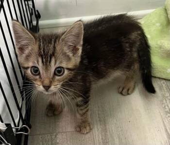 Domestic Short Hair Cats Available for Adoption in Saint Clairsville, Ohio - Riker | PetCurious