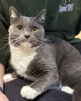 Chacha -  Domestic Short Hair Cat for Adoption in Midland, Virginia - Chacha | PetCurious