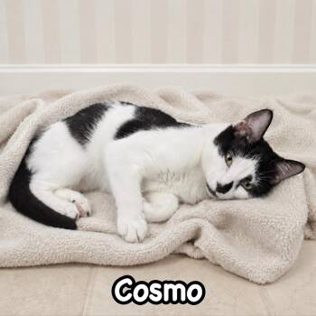 Cosmo -  Domestic Short Hair Cat for Adoption in Berkeley Heights, New Jersey - Cosmo | PetCurious