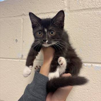 Argentina -  Domestic Short Hair Cat for Adoption in Hendersonville, North Carolina - Argentina | PetCurious
