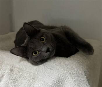 STING RAY -  Domestic Short Hair Cat for Adoption in Boston, Massachusetts - STING RAY | PetCurious