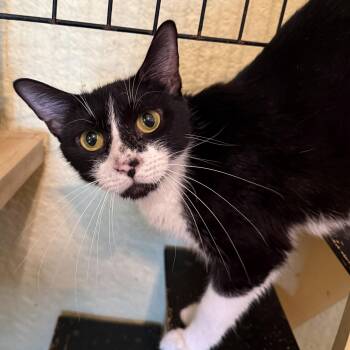 Journey -  Domestic Short Hair Cat for Adoption in West Orange, New Jersey - Journey | PetCurious