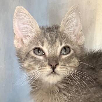 Atlas -  Domestic Short Hair Cat for Adoption in Palm Springs, California - Atlas | PetCurious