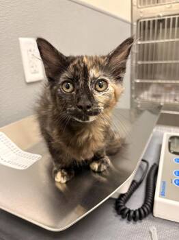 CUTIE -  Domestic Short Hair Cat for Adoption in Las Vegas, Nevada - CUTIE | PetCurious