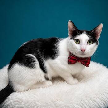 Domestic Short Hair Cats Available for Adoption in Binghamton, New York - Bowler | PetCurious