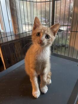 Morrigan -  Domestic Short Hair Cat for Adoption in Newnan, Georgia - Morrigan | PetCurious