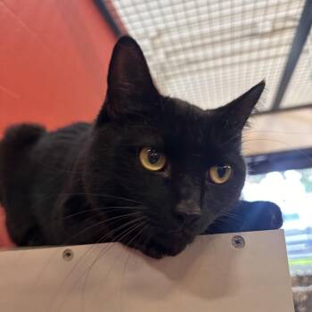 Thunder -  Domestic Short Hair Cat for Adoption in Sarasota, Florida - Thunder | PetCurious
