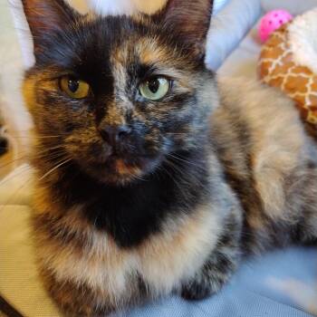 Barlee -  Tortoiseshell Cat for Adoption in Syracuse, New York - Barlee | PetCurious