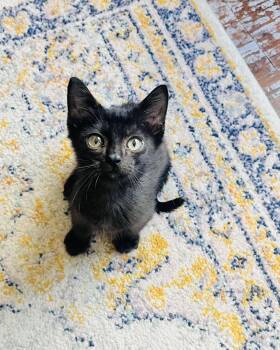 Indigo -  American Shorthair Cat for Adoption in Arlington, Texas - Indigo | PetCurious