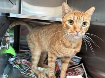 BLAZE -  Domestic Short Hair Cat for Adoption in Sacramento, California - BLAZE | PetCurious