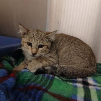 Dean -  Domestic Short Hair Cat for Adoption in Cody, Wyoming - Dean | PetCurious