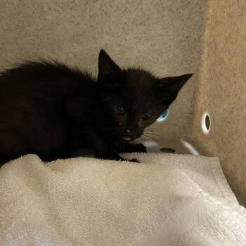 Carbon -  Domestic Short Hair Cat for Adoption in Pasadena, California - Carbon | PetCurious
