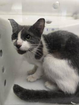 RAPUNZEL -  Domestic Short Hair Cat for Adoption in Houston, Texas - RAPUNZEL | PetCurious