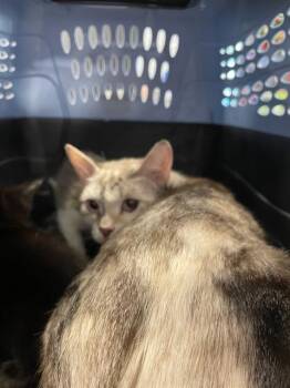 Domestic Short Hair Cats Available for Adoption - ALMOND | PetCurious