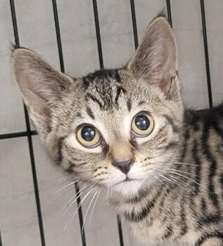Kitten Folder -  Tabby and Domestic Short Hair Cat for Adoption in Cuyahoga Falls, Ohio - Kitten Folder | PetCurious