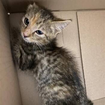 Rescue Domestic Short Hair Cats for Adoption in Windsor, Virginia - Laverne | PetCurious