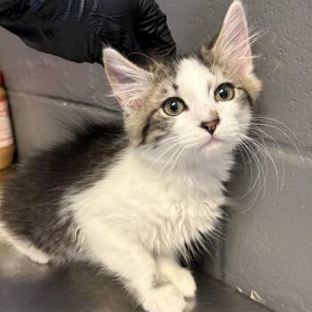 Dove -  Domestic Medium Hair Cat for Adoption in Tuscaloosa, Alabama - Dove | PetCurious