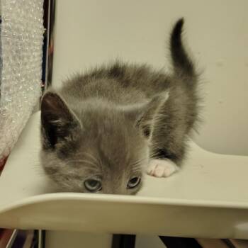 Flag -  Domestic Short Hair Cat for Adoption in Coos Bay, Oregon - Flag | PetCurious