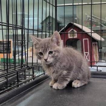 Nathaniel Pawthorne (Nate) -  Domestic Short Hair Cat for Adoption in Westminster, California - Nathaniel Pawthorne (Nate) | PetCurious