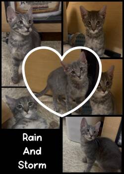 Rain and Storm -  Tabby and Domestic Short Hair Cat for Adoption in Fort Worth, Texas - Rain And Storm | PetCurious