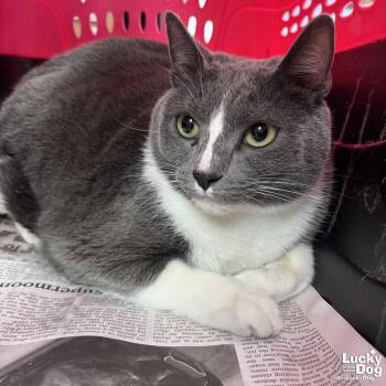 Domestic Short Hair Cats Available for Adoption in Washington, District Of Columbia - Graham | PetCurious