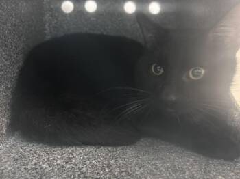 Bonsai -  Domestic Medium Hair Cat for Adoption in New York, New York - Bonsai | PetCurious