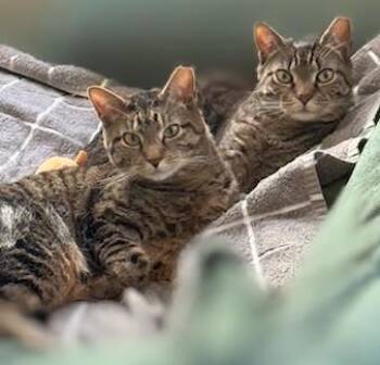 Jamie and PQ (bonded sisters, reduced adoption fee) -  Domestic Short Hair Cat Available for Adoption in Melrose, Massachusetts - Jamie And PQ (bonded Sisters, Reduced Adoption Fee) | PetCurious