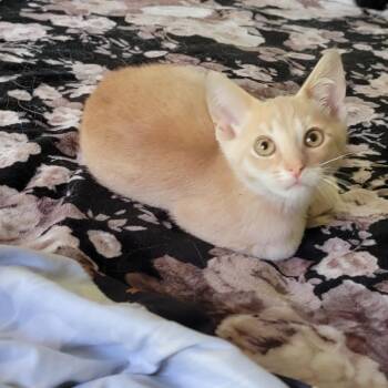 Jeffrey -  Domestic Short Hair Cat for Adoption in Wyandotte, Michigan - Jeffrey | PetCurious