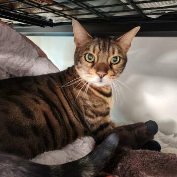 Bengal Cats Available for Adoption - CHICO | PetCurious