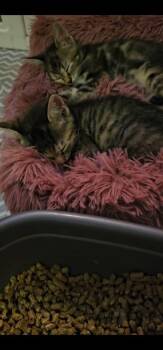 Rescue Domestic Short Hair Cats for Adoption in Acushnet, Massachusetts - Skylar & Sherlock | PetCurious