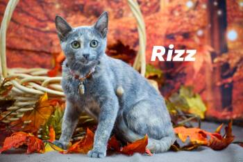 Rescue Domestic Short Hair Cats for Adoption in Sevierville, Tennessee - Rizz | PetCurious