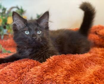 Teddy -  Domestic Long Hair Cat for Adoption in Taylor, Michigan - Teddy | PetCurious