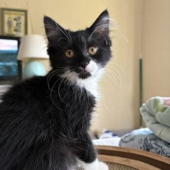 Una -  Domestic Medium Hair Cat for Adoption in Spokane, Washington - Una | PetCurious