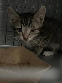 GRAVY -  Domestic Short Hair Cat for Adoption in Las Vegas, Nevada - GRAVY | PetCurious