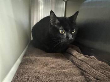 MAX -  Domestic Short Hair Cat for Adoption in Colorado Springs, Colorado - MAX | PetCurious
